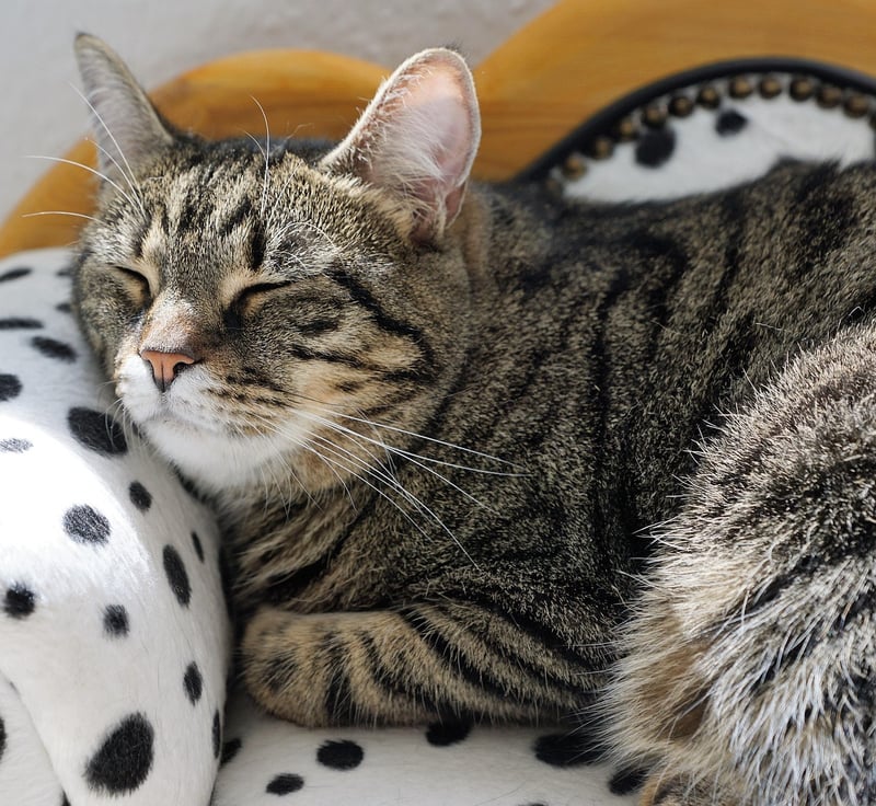 Stress-free Sleep